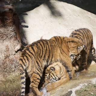 Splish, Splash! Two Tigers Having a Blast