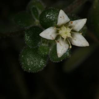 White Geranium Flower