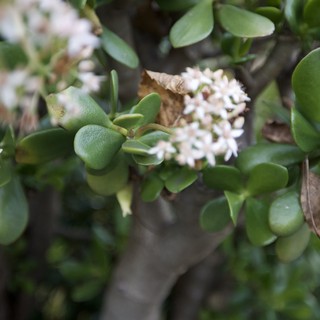 Jade Plant Blooming with Delicate White Flowers