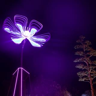 Enchanted Luminescence
