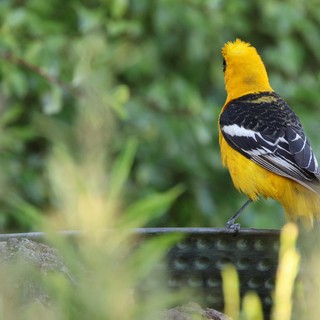 Hooded Oriole Perched on Wire with Black and Gold Plumage