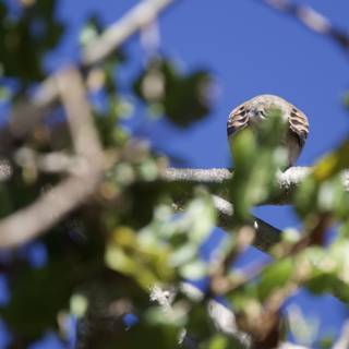 Perched Among the Leaves
