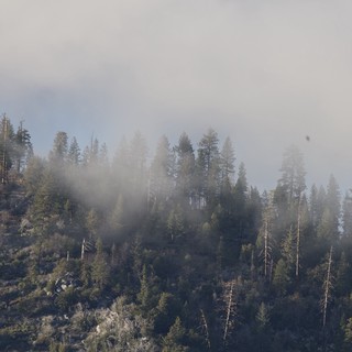 Misty Forest Hillside in Yosemite Winter