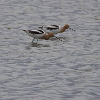 Elegant Avocets in Harmony
