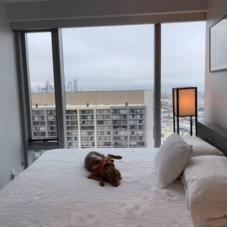 City Views and Cozy Beds