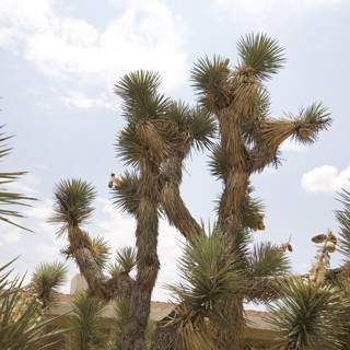 A Majestic Joshua Tree in the Clear Blue Sky
