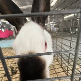 Curious Whiskers