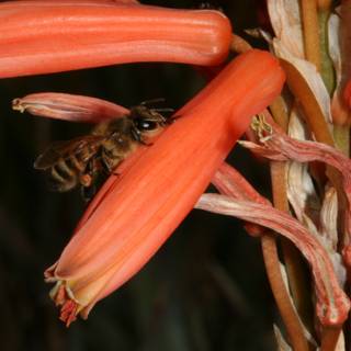 Bee foraging on red rhubarb flower