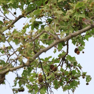 Sycamore Tree with Seed Balls Against Overcast Sky