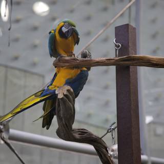 A Chirpy Encounter at California Academy's Rainforest