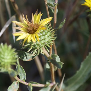 Spiny Gumplant Blooms on Mount Diablo Slopes
