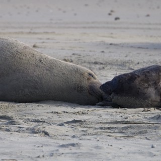 Elephant Seal Mother and Pup Bonding on Beach