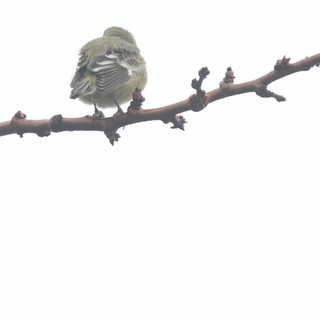 Fluffed Up Bird Perched on Winter Branch