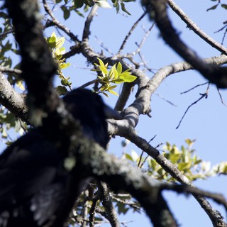 Dark Bird Perched Among Spring Branches at Mt. Diablo