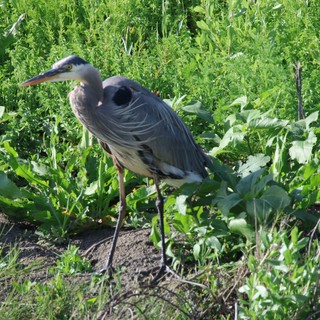Great Blue Heron Standing in Wetland Vegetation