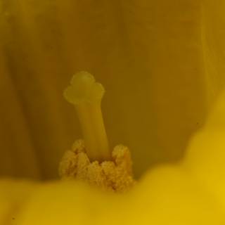 A Close-up of a Yellow Flower's Interior