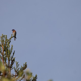 Eastern Bluebird Perched on Evergreen Treetop at Dawn