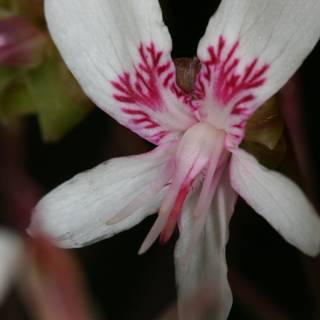 Geranium Blossom Close-up