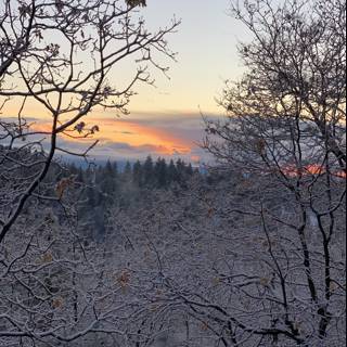 Winter Sunset Reflections from a Frosty Fir
