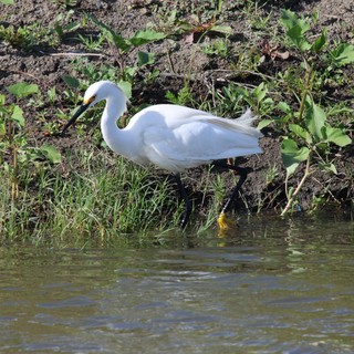 Snowy Egret Foraging at Water's Edge