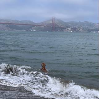 Dog enjoys a refreshing swim with Golden Gate Bridge