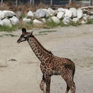 A Baby Giraffe's First Steps