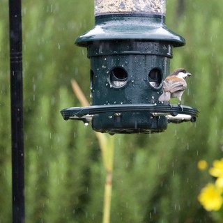 Sparrow Sheltering at Feeder in Spring Rain
