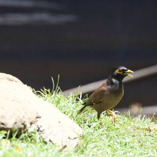 Chirping Under the Sun: A Moment in the Honolulu Zoo