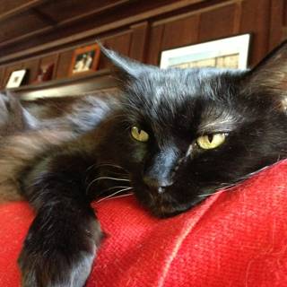Black Cat Lounging on Red Couch