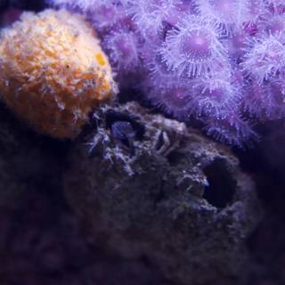 Symphony of the Deep: The Purple Sea Anemone