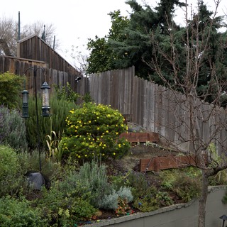 Terraced Garden with Yellow Flowering Shrub in Winter