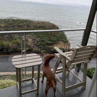 Canine Contemplation on a Beachfront Balcony