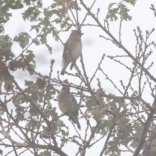 Cedar Waxwings Perched in Winter Tree Branches