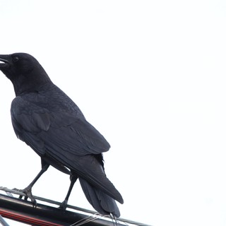 Common Raven Calling from Utility Wire Perch