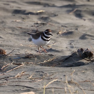 Killdeer Shorebird Foraging on Sandy Beach