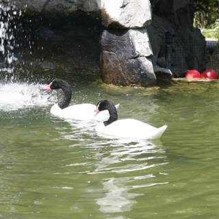 Serene Swans at the Waterfall