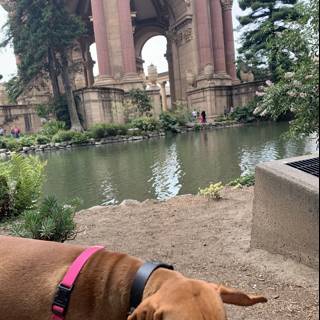 Canine in Front of Architectural Marvel