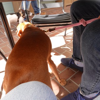 Brown Dog on Leash at Outdoor Cafe