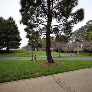 Child Playing in Park Beneath Tall Pine Tree