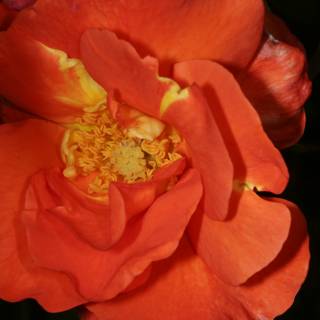 Vibrant Orange Rose in the Garden