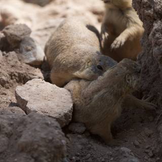 Two Ground Squirrels at Play