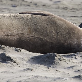 Elephant Seal Resting on Sandy Beach at Drakes Beach