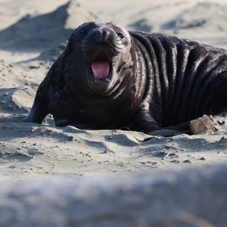Young Elephant Seal Pup Vocalizing on Sandy Beach