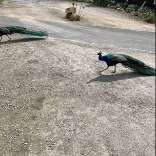 Peacock Pair on a Paved Path
