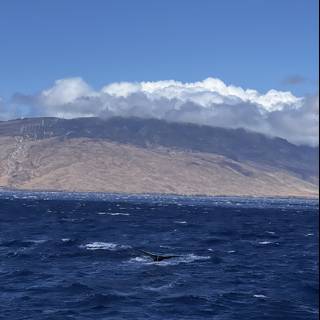 Majestic Humpback Whale Swimming in the North Pacific