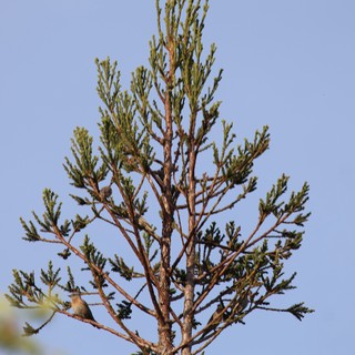 Western Bluebird Perched on Evergreen Branch at Dawn
