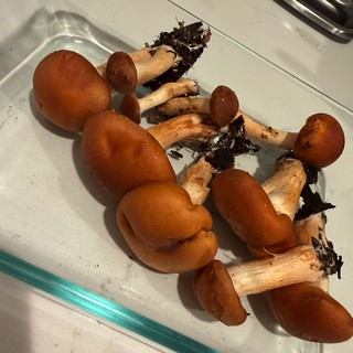 Fresh Foraged Wild Mushrooms on Glass Tray
