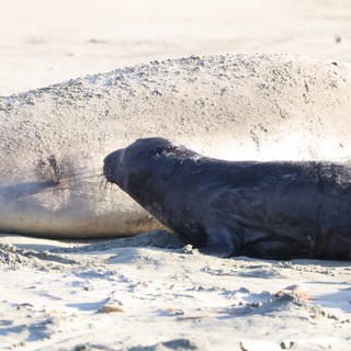 Elephant Seal Pup Nursing on Sandy Beach