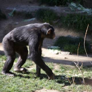 A Primate's Tranquil Stroll