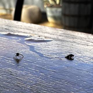 Tiny Creatures on a Wooden Table